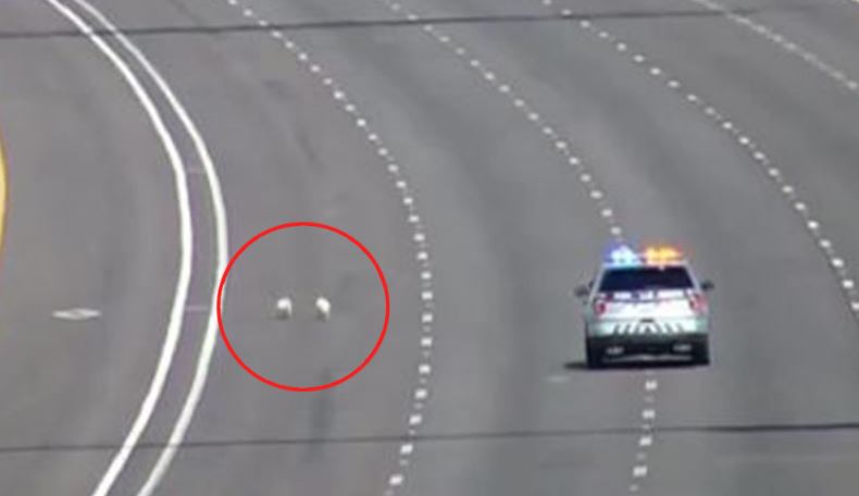 Ndodh edhe kështu, policia në ndjekje të dy qenve në autostradë (VIDEO)