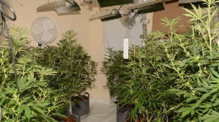 Zbulohet banesa e kthyer në laborator kanabisi, pronari dhe 4 gra në pranga