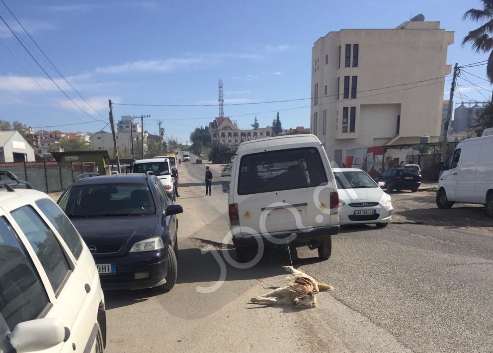 Pamje të rënda/ Makina tërheq zvarrë qenin në Durrës (FOTO)