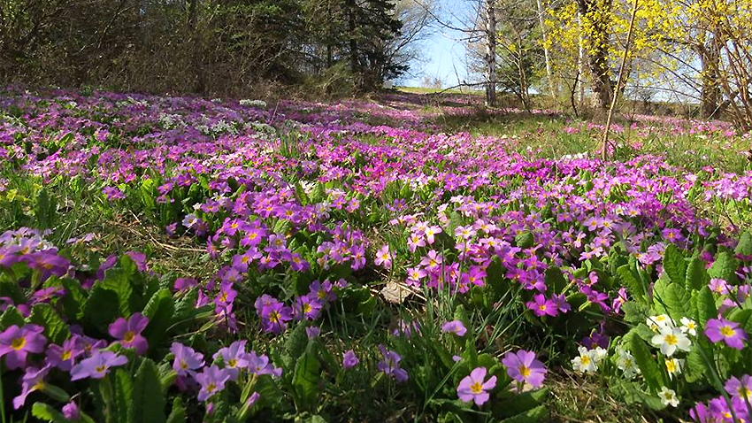 Parashikimi i motit, e enjte 26 prill