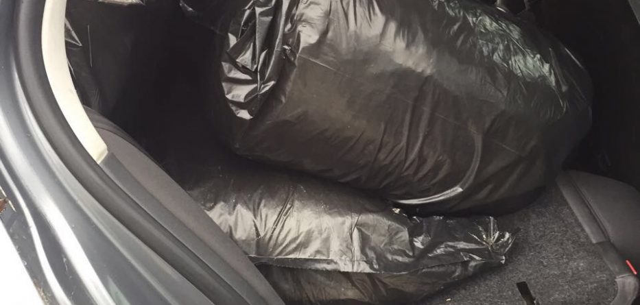 Sekuestrohet mbi gjysmë ton kanabis në Kavajë