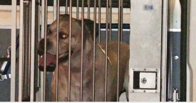 Qeni i shtëpisë mbyt nënë e djalë nga Kosova