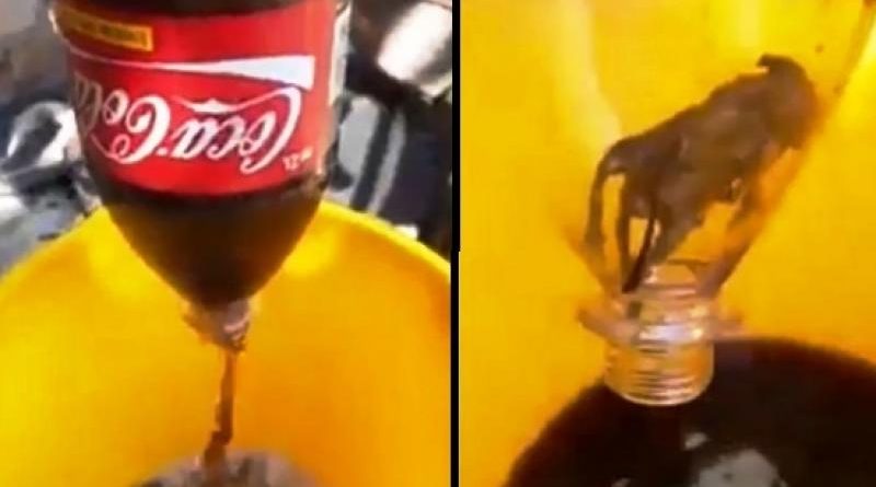 Zbraz shishen e ‘Coca-Cola’-s dhe i shpifet, gjen brenda miun e ngordhur (VIDEO)