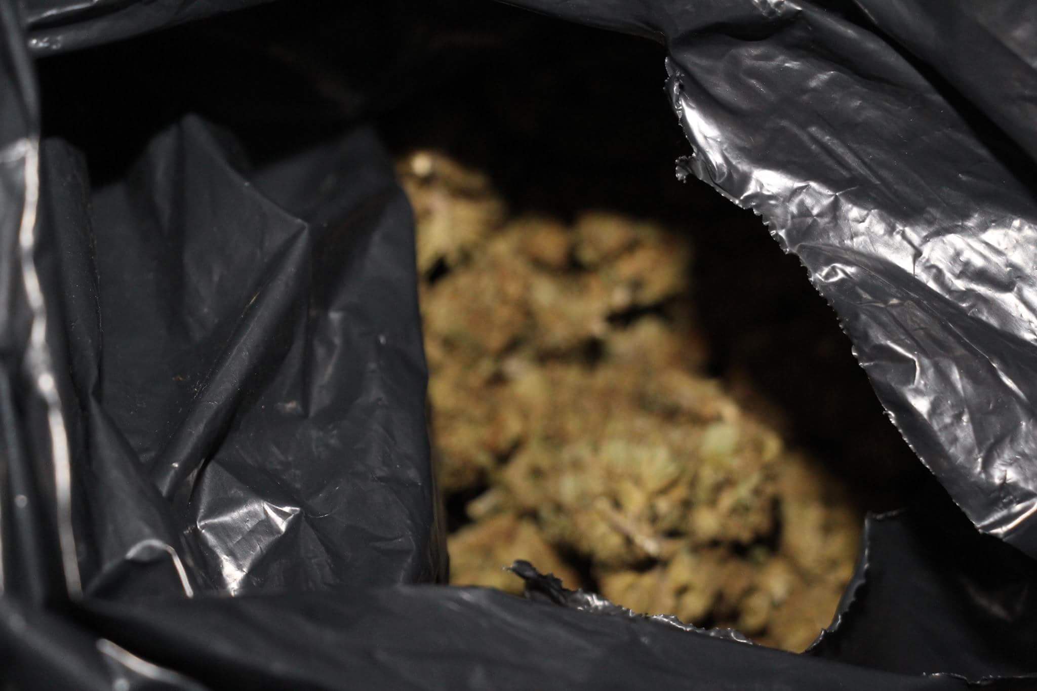 Punonjësit e Komunales në Durrës zbulojnë 3 kg kanabis