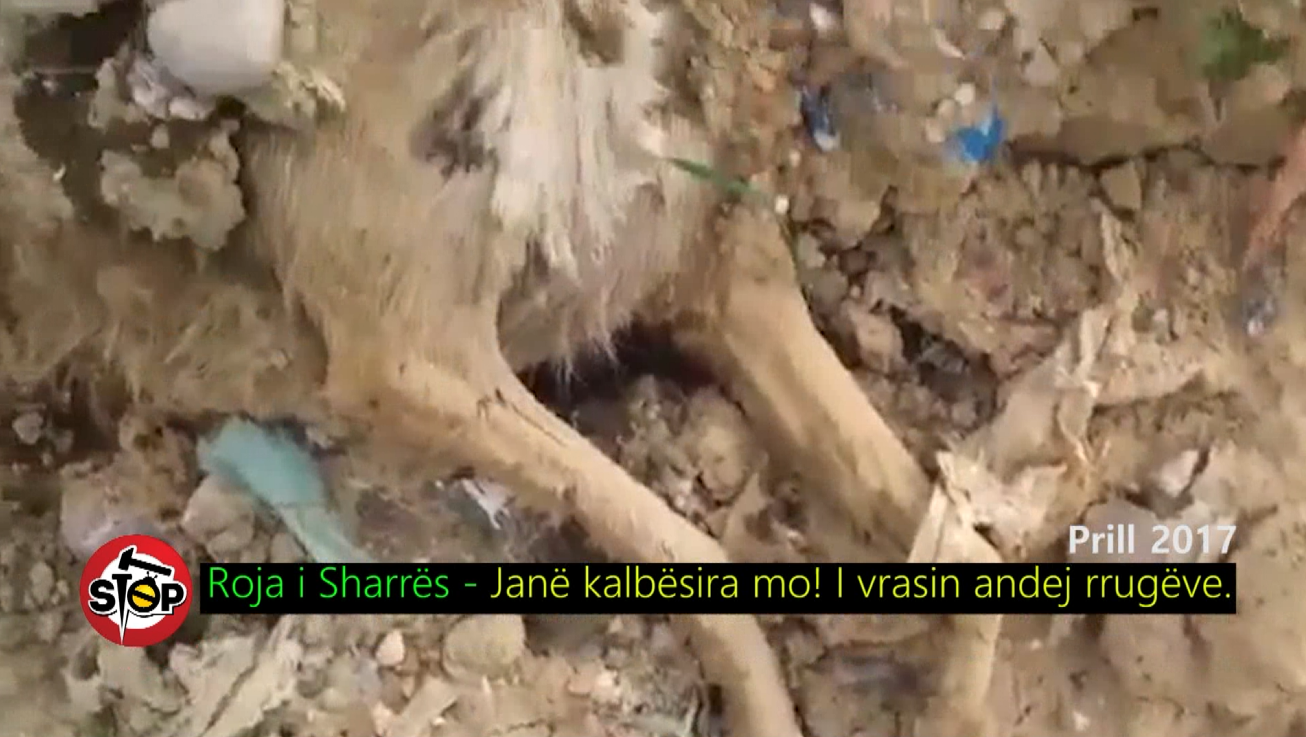 Pamjet makabre: Si vriten dhe hidhen qentë në landfillin e Sharrës
