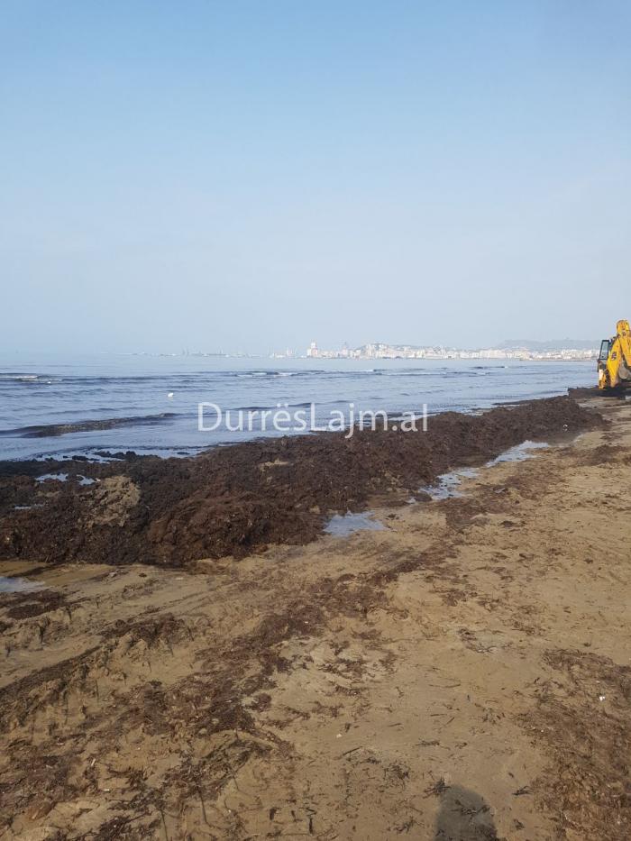 Në prag të sezonit turistik, plazhi i Durrësit pastrohet nga qindra ton leshterikë (FOTO+VIDEO)