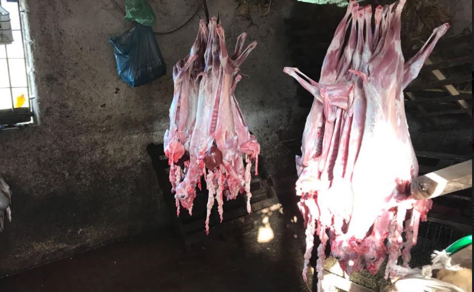 U ther në stallën e bagëtisë, AKU bllokon 115 kg mish (VIDEO)