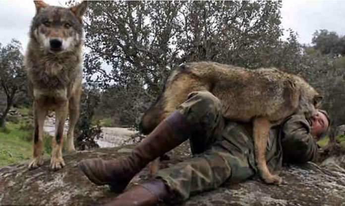 Mogli i rritur nga ujqërit: Njerëzimi më zhgënjeu