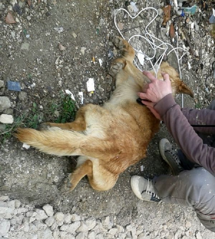 Durrës, 21-vjeçari vret qenin që i kafshoi mbesën, e zonja e padit në polici
