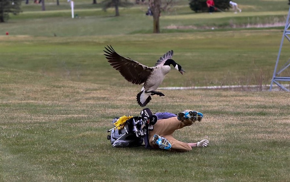 Pata sulmon lojtarin e golfit gjatë garës, përfundon në spital
