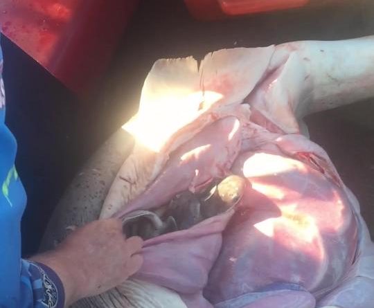 Çan barkun e peshkaqenit dhe shtang nga ajo që zbulon (VIDEO)