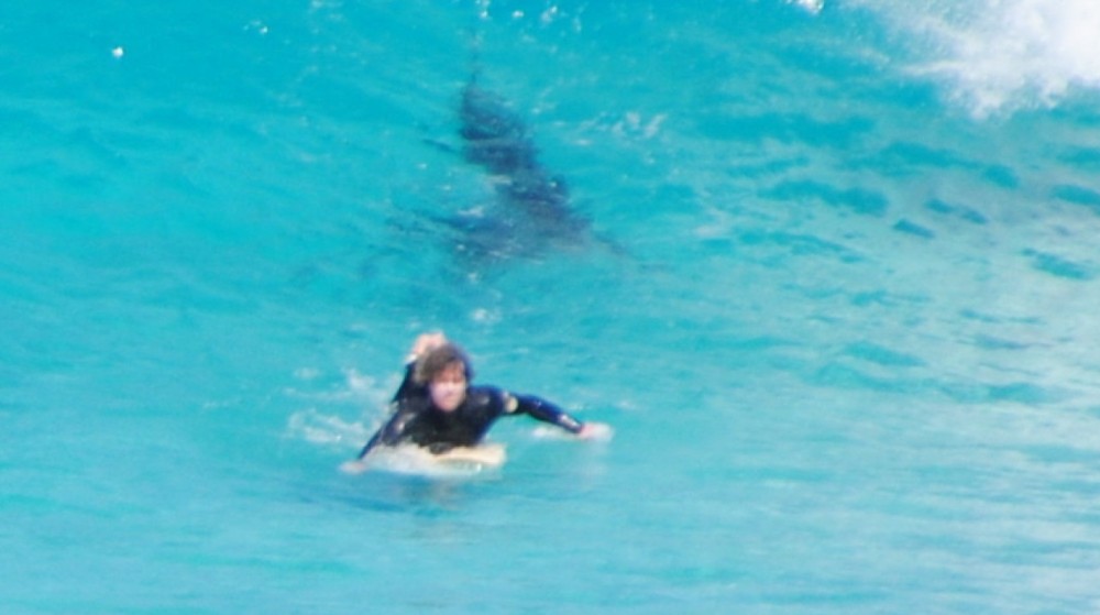 Peshkaqeni sulmon dy sërfistë gjatë garave të “World League”