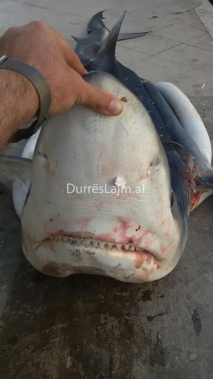 Peshkaqenët shtohen frikshëm, peshkatarët durrsakë kapin ‘tigrin’ 102 kg (FOTO+VIDEO)