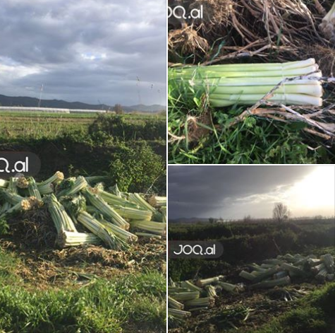 Taksa e Rrugës së Kombit, femerët hedhin në kanal produktet bujqësore (FOTO)