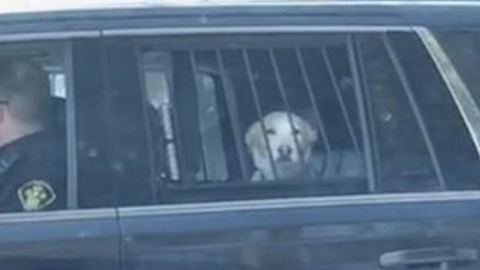 Policia arreston qenin pasi sulmoi një dre