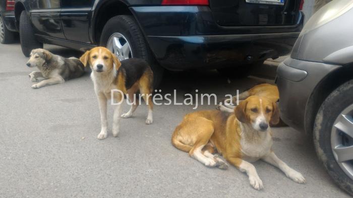 Qentë e rrugës shqetësim e rrezik i madh për banorët e Durrësit! Ata shtohen, masa s’merren