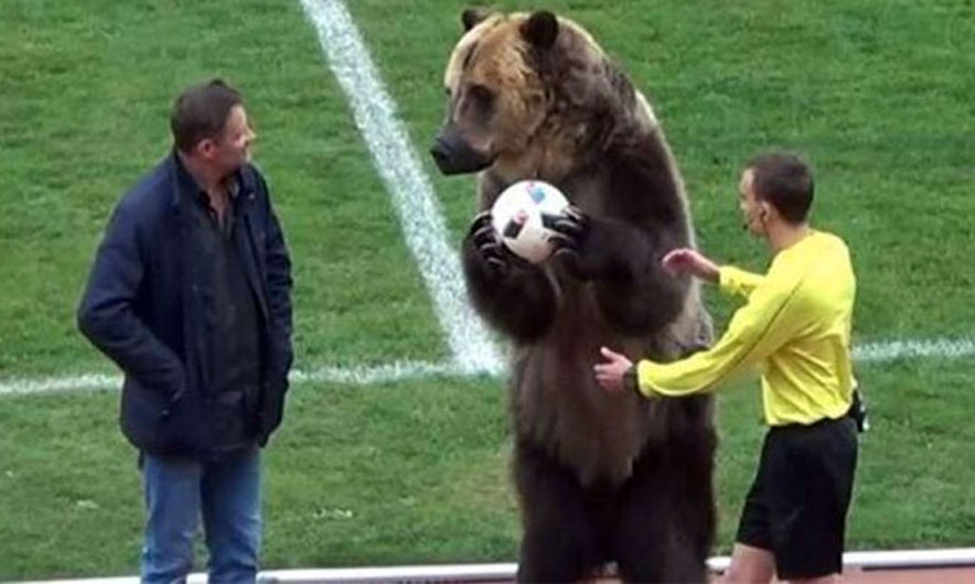 VIDEO/ Topin e parë e nis… ariu!!!