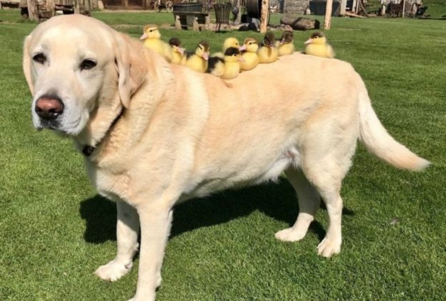 Labradori ‘birëson’ 9 pata