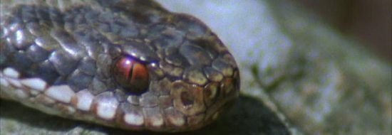 Pickohet natën nga gjarpri, i jep gji vajzës. Fundi tragjik i nënës dhe vogëlushes