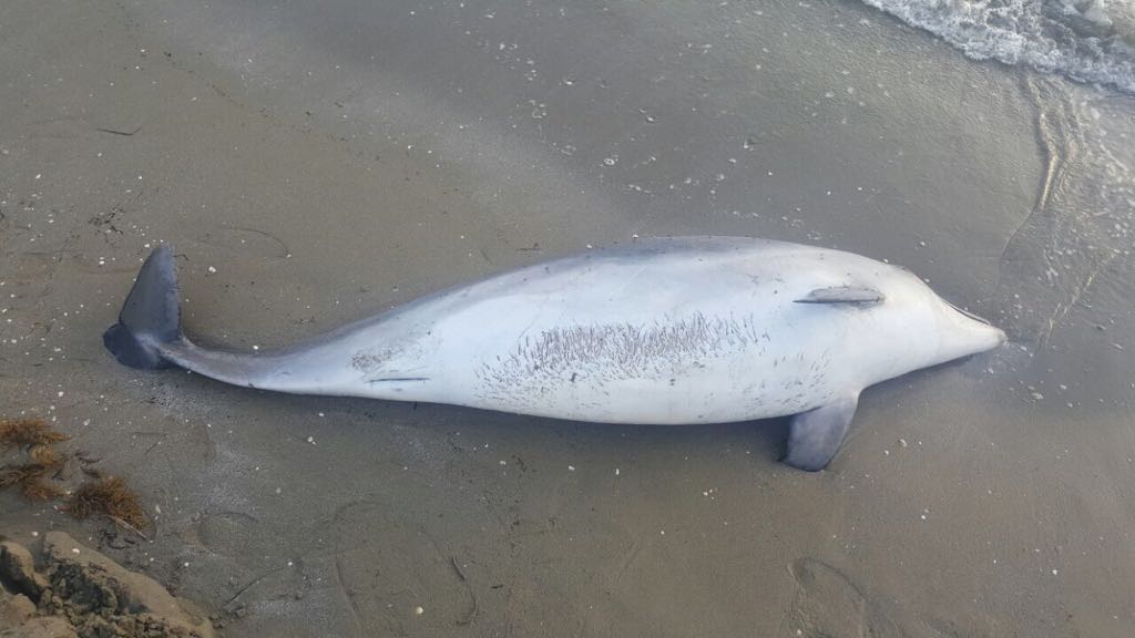 Gjendet delfini i ngordhur në breg të detit (FOTO)