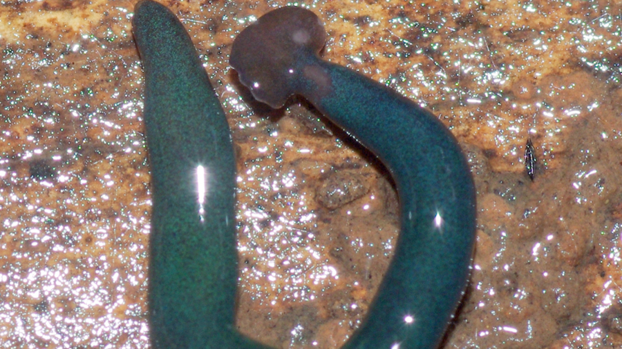 Franca po pushtohet nga krimbat grabitqarë