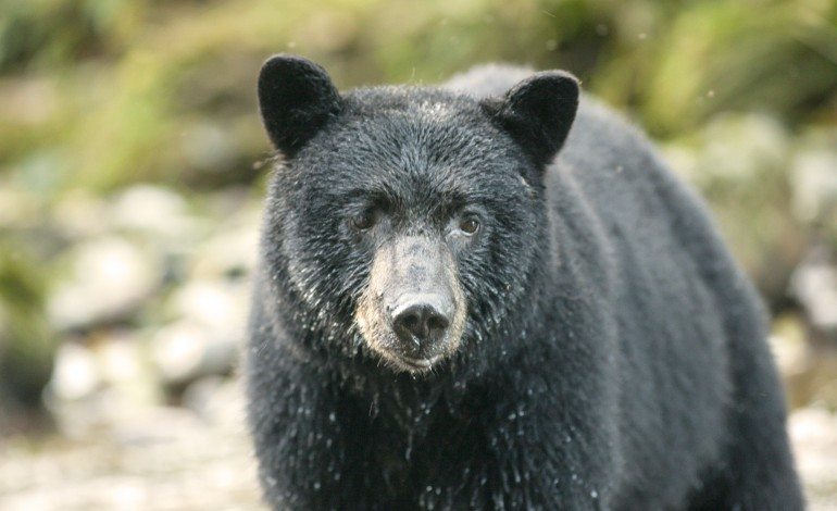 5-vjeçarja sulmohet nga ariu pranë shtëpisë së saj