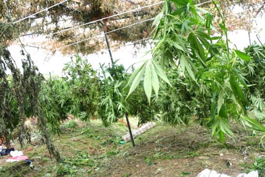 Kasollet me kanabis , 19-vjeçari arrestohet pas dy vitesh në kërkim (EMRI)