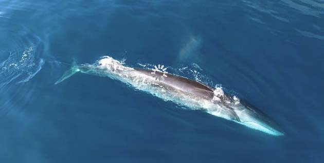 Balenat ofrojnë spektakël në brigjet italiane (VIDEO)