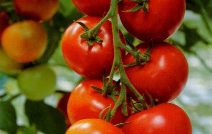 Pse duhet të hani çdo ditë domate!