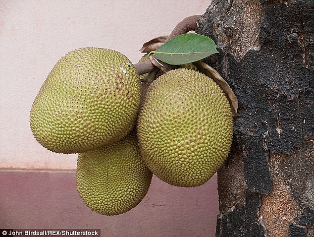 Një kurë për urinë në botë? Ky është fruti që mund të bëjë mrekullinë (FOTO)