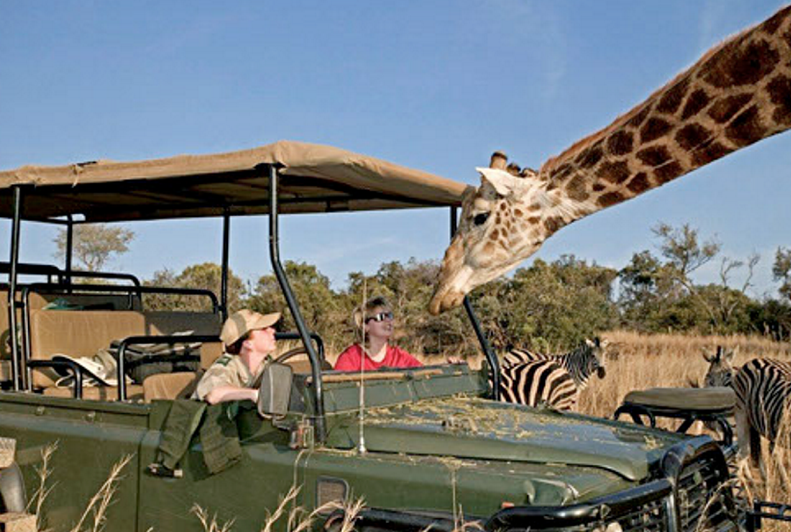 Gjirafa e fluturon në ajër teksa po e filmonte, vdes regjisori