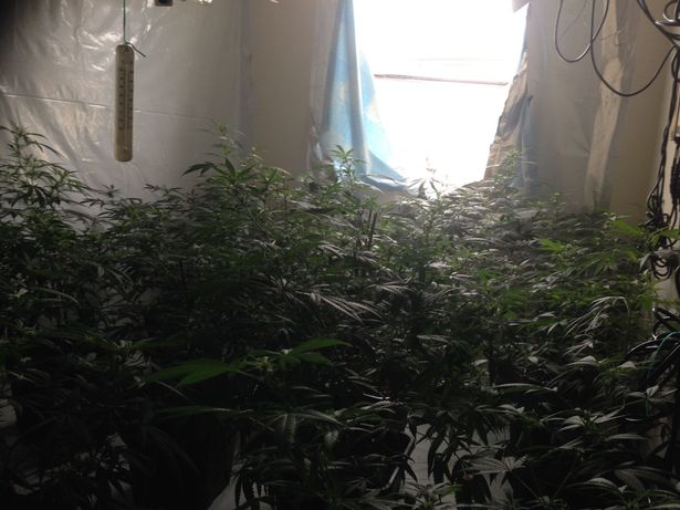 Kapen 132 kg kanabis e dhjetëra fidanë, 3 të arrestuar 1 në kërkim (EMRAT)