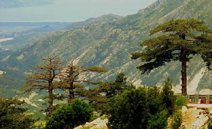 Turistja austriake humb në pyllin e Llogarasë