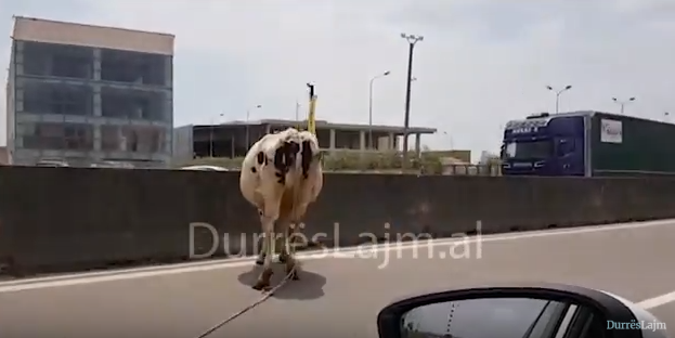 Çudi në autostradën Durrës-Tiranë, me çfarë u ndeshën sot qytetarët (VIDEO)