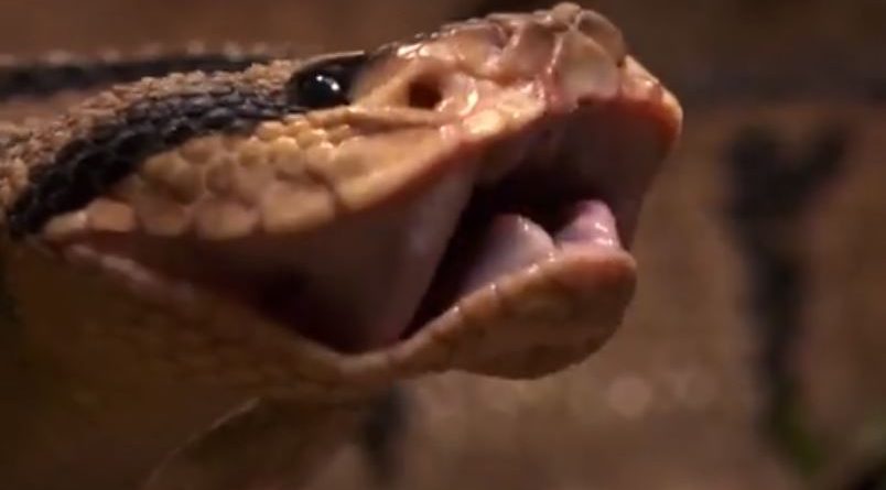 Helmi i “mjeshtrit të shkurreve”, kaq i fortë sa njerëzit kanë shumë pak shanse…