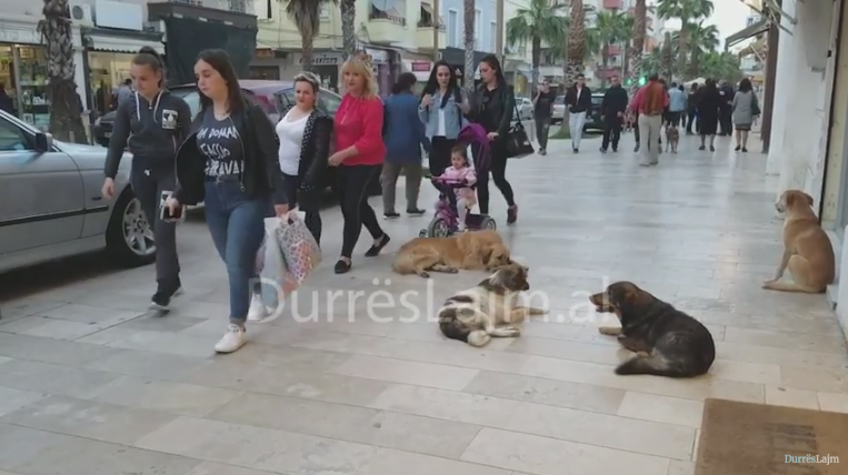 Qentë e rrugës &#8216;pushtojnë&#8217; shëtitoren dhe bulevardet në Durrës (VIDEO)