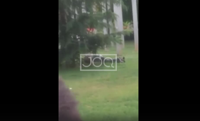 Çmenden të rinjtë në Shkodër, seks në mes të ditës poshtë pemës (VIDEO+18)