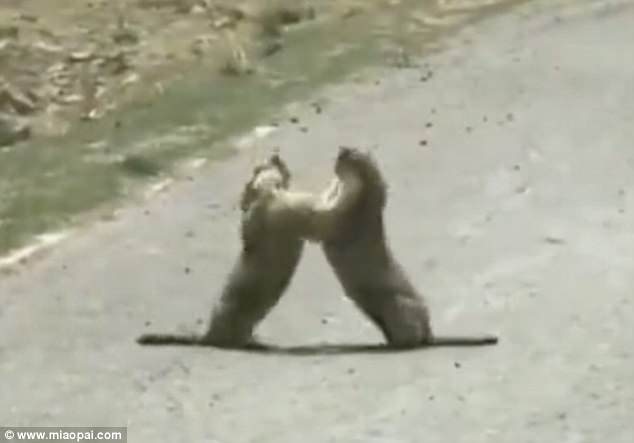 VIDEO/ Dy urithë sherr në rrugë për një femër