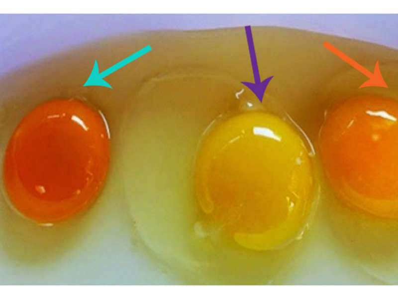 Si ta kuptoni nëse vezët vijnë nga një pulë e sëmurë? Disa mënyra për t’i dalluar