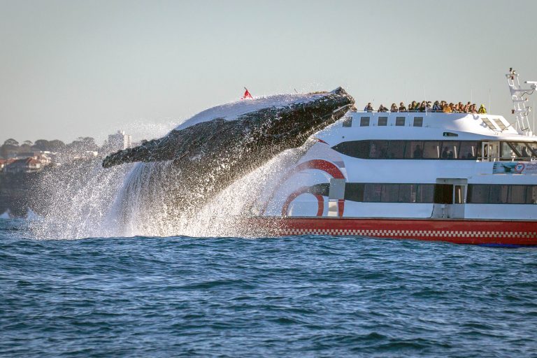 Balena dhuron spektakël në port (FOTO)
