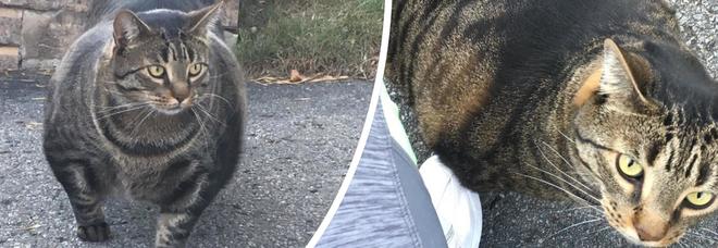 Macja me muskuj bëhet fenomen në internet (FOTO)