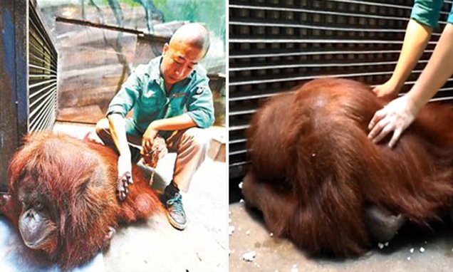 Orangutangu ka nevojë për masazh çdo ditë që të ringrihet në këmbë
