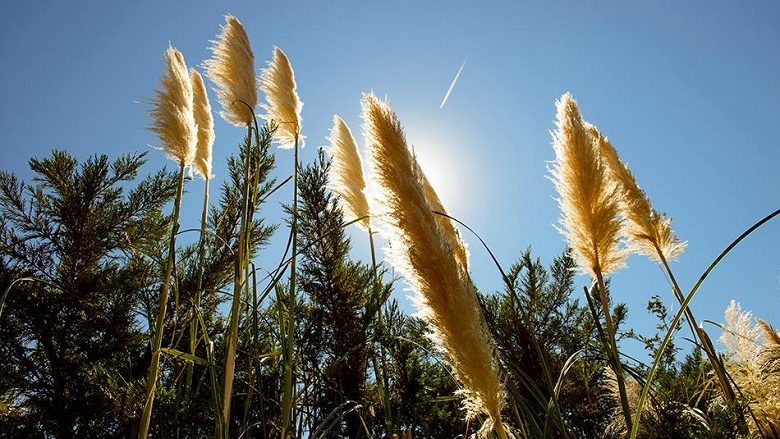 Parashikimi i motit, e hëna vijon me temperatura të larta