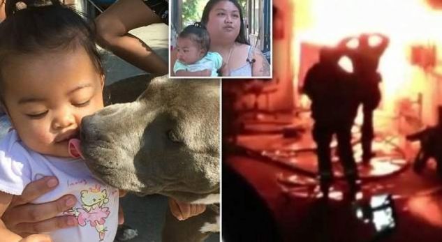 Pitbulli shpëton familjen nga zjarri