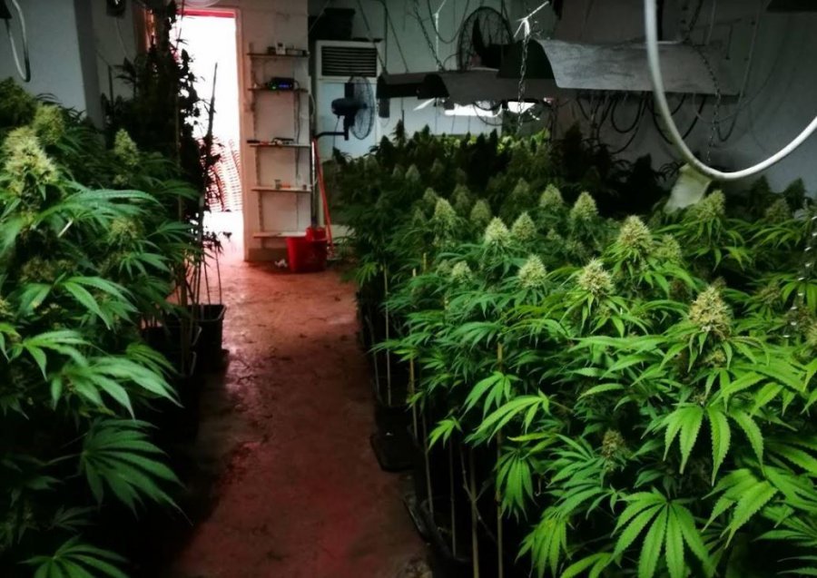 Shndërroi banesën në fermë kanabisi, arrestohet shqiptari