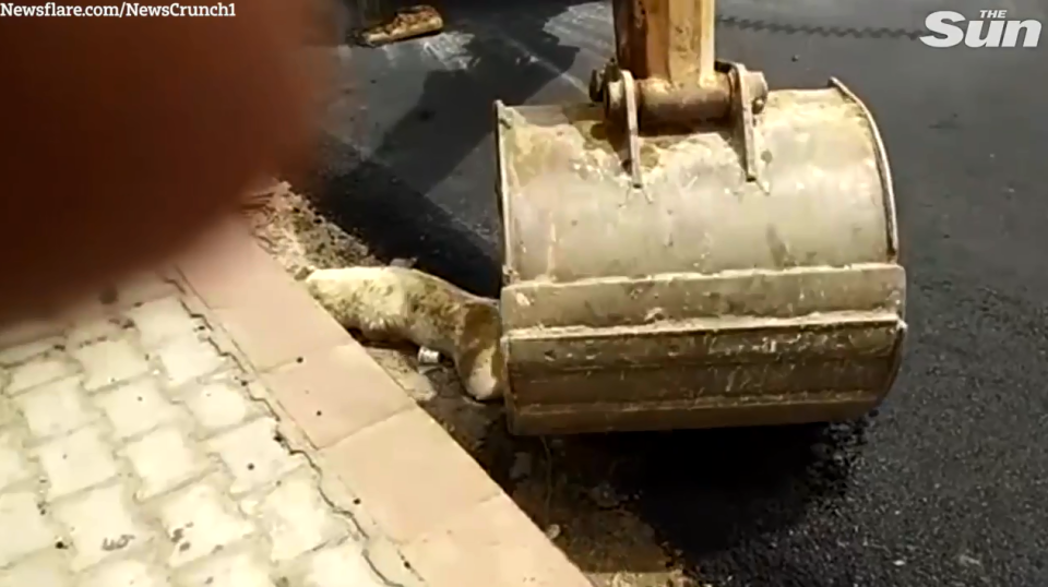 Asfaltojnë qenin të gjallë, i derdhin katran dhe e shtypin me rrul (FOTO)