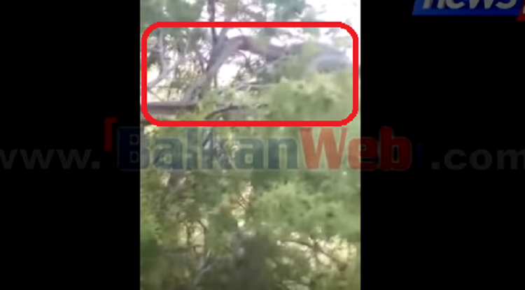 VIDEO/ A i hodhën turistët me kuti? Gjarpërinj me përmasa të frikshme shfaqen në fshat