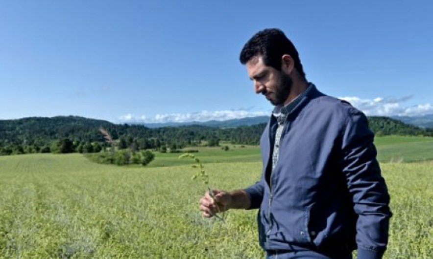 Shqetësimi i grekëve: Shqiptarët po na vjedhin lulet me mushka!