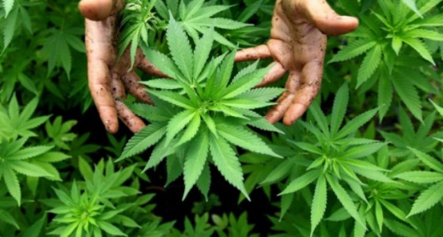 Hashashi maskohet mes perimeve ose në sera të mbyllura