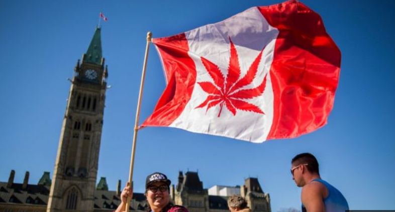 Kanadaja legalizon përdorimin e kanabisit
